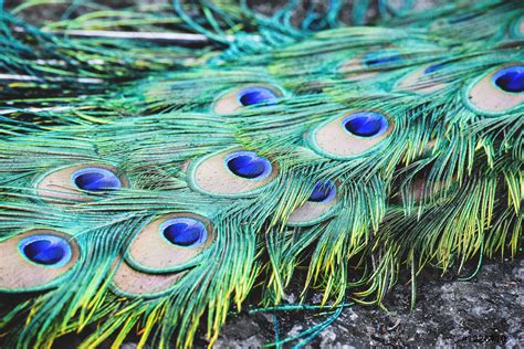 peacock real feather